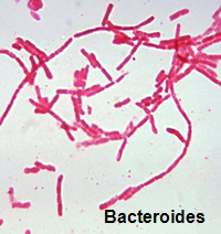 Bacteroides