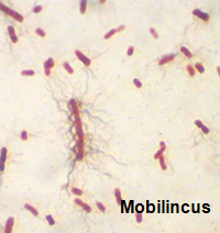 Mobilincus