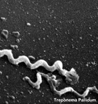 Treponema Pallidum